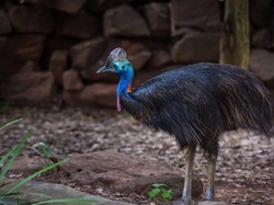 Punya Cakar Tajam, Burung Dinosaurus di Australia Ini Terancam Punah