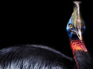 Burung Ganas Peliharaan Manusia Purba Ternyata Ada di Indonesia! Burung Ganas Peliharaan Manusia Purba Ternyata Ada di Indonesia!