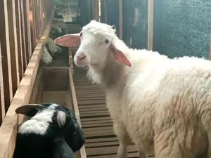 Cerita 3 Anak Milenial yang Sukses dan Bangga Jadi Peternak Kambing