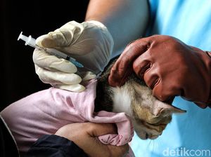 Hari Rabies Sedunia, Kenali Penyakit yang Ditularkan dari Hewan Ini Hari Rabies Sedunia, Kenali Penyakit yang Ditularkan dari Hewan Ini