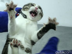 Hari Rabies Sedunia, Hewan Peliharaan di Jakarta Ramai-ramai Divaksin