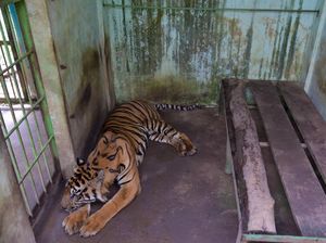 Mohon Perhatiannya Walkot Bobby, Medan Zoo Tidak Baik-baik Saja