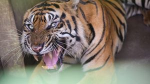 Kondisi Terkini Harimau Bintang Baringin yang Viral Gegara Kurus