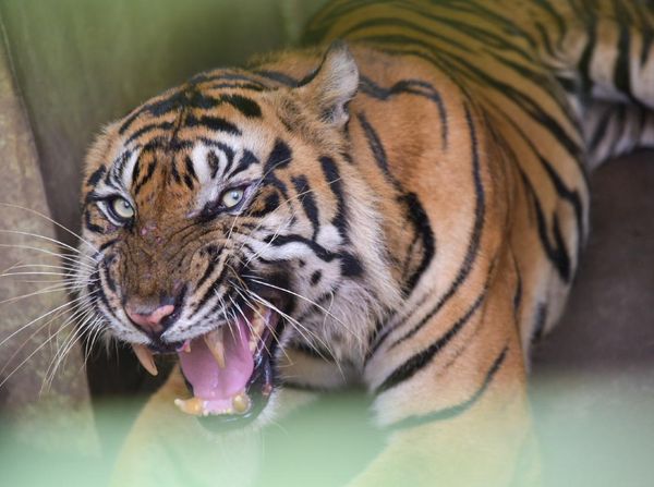 Kondisi Terkini Harimau Bintang Baringin yang Viral Gegara Kurus