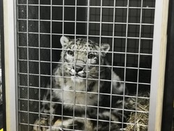 10 Hewan yang Tinggal di Pegunungan, Cara Bertahannya Unik!