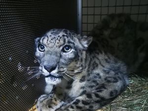 Macan Tutul Liar Main ke Pabrik Mercy, Bikin Karyawan Panik!