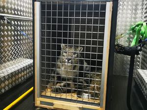 Garuda Indonesia Angkut Macan Tutul Salju dari Belanda, Dibawa ke Malang Garuda Indonesia Angkut Macan Tutul Salju dari Belanda, Dibawa ke Malang