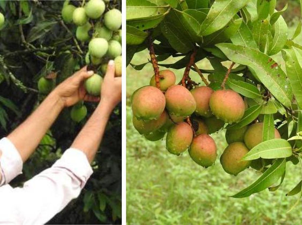 Unik! Petani Ini Berhasil Menanam Mangga Apel yang Rasanya seperti Pisang