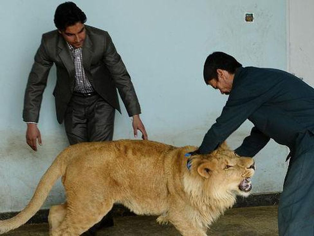 Kisah Sedih Marjan, Singa Afghanistan yang Menderita Akibat Perang