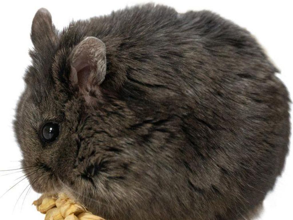 Bukan Sulap Bukan Sihir: Ada Hamster Main Kripto, Lebih Cuan dari Manusia