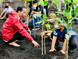 Sambil Nyeker, Jokowi Tanam Mangrove di Bengkalis Riau