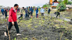 Momen Jokowi Tanam Mangrove Sambil Nyeker di Bengkalis