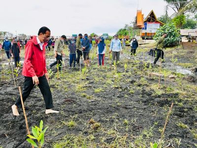 Momen Jokowi Tanam Mangrove Sambil Nyeker di Bengkalis
