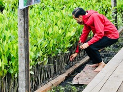 Momen Jokowi Bicara Mitigasi Bencana saat Tinjau Hutan Mangrove di Bali