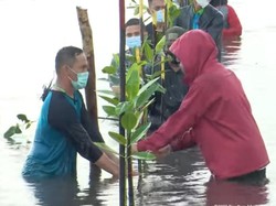 Jokowi Hujan-hujanan dan Nyebur ke Laut saat Tanam Mangrove di Batam