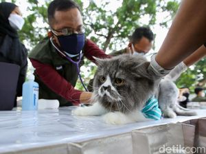Dipantau Bupati Ipuk, Ribuan Hewan di Banyuwangi Divaksin Rabies