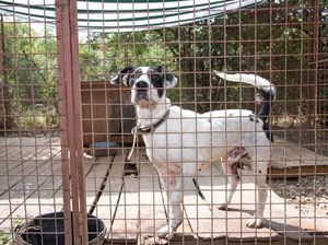 1 Juta Ekor Anjing Dikonsumsi Tiap Tahun, Presiden Korsel Larang Konsumsi Anjing