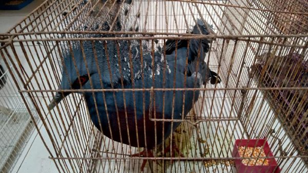 117 Satwa Dilindungi Gagal Diselundupkan ke LN: Ayam Papua-Kadal Panama