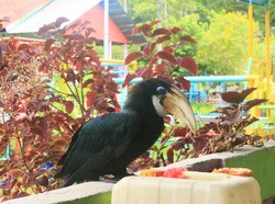 Bentang Alamnya Sangat Cantik, Burung Rangkongnya Jinak dan Jahil