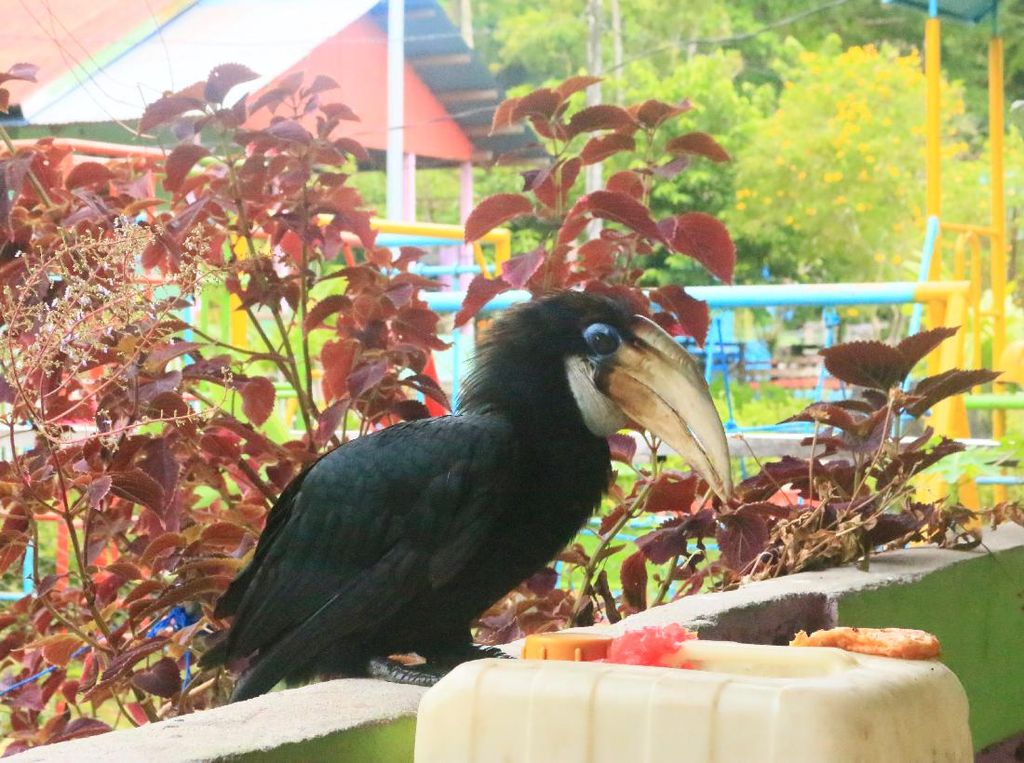 Bentang Alamnya Sangat Cantik, Burung Rangkongnya Jinak dan Jahil Bentang Alamnya Sangat Cantik, Burung Rangkongnya Jinak dan Jahil