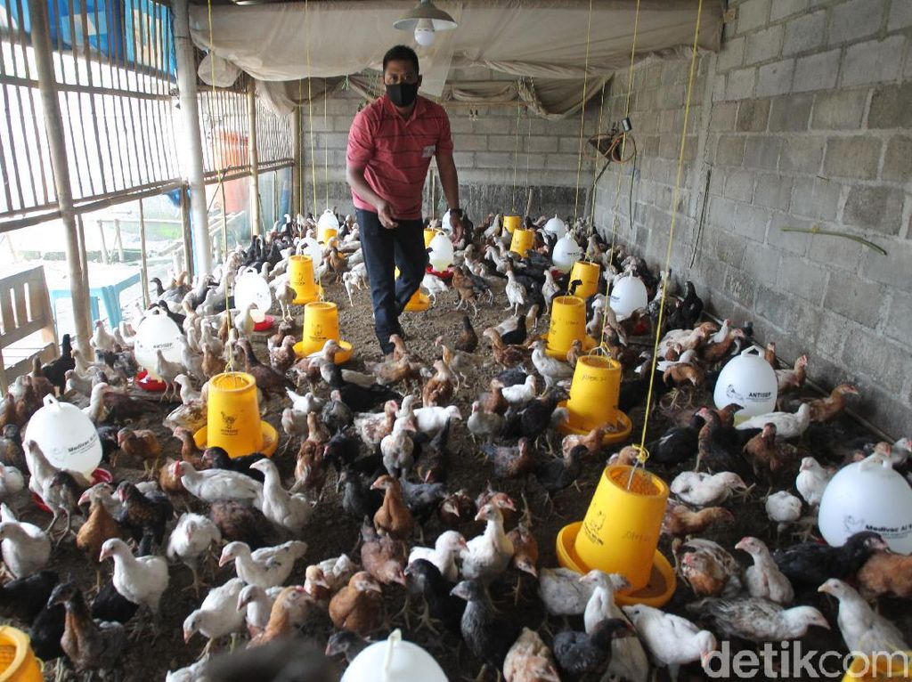 Mau Buka Usaha Ternak Ayam? Ini Beda Keuntungan Ayam Petelur Vs Pedaging Mau Buka Usaha Ternak Ayam? Ini Beda Keuntungan Ayam Petelur Vs Pedaging