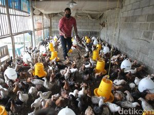 Mau Buka Usaha Ternak Ayam? Ini Beda Keuntungan Ayam Petelur Vs Pedaging Mau Buka Usaha Ternak Ayam? Ini Beda Keuntungan Ayam Petelur Vs Pedaging
