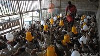 Geliat Peternakan Ayam Joper yang Rendah Kolesterol dan Lemak