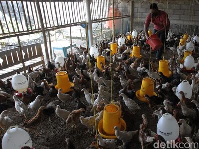 Geliat Peternakan Ayam Joper yang Rendah Kolesterol dan Lemak