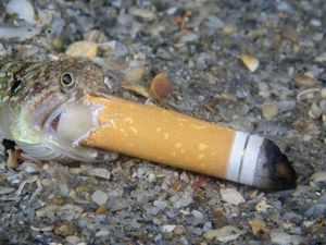 Potret Sedih Ikan Merokok Jawara Kontes Fotografi Dunia