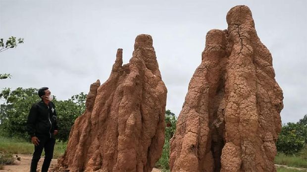 Kapsul waktu hingga rumah semut raksasa ada di Merauke