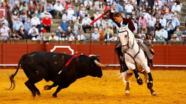 Laga Adu Banteng Kembali Beraksi di Spanyol