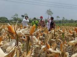 Kementan Perkirakan Stok Jagung Tahun Ini Surplus 2,8 Juta Ton