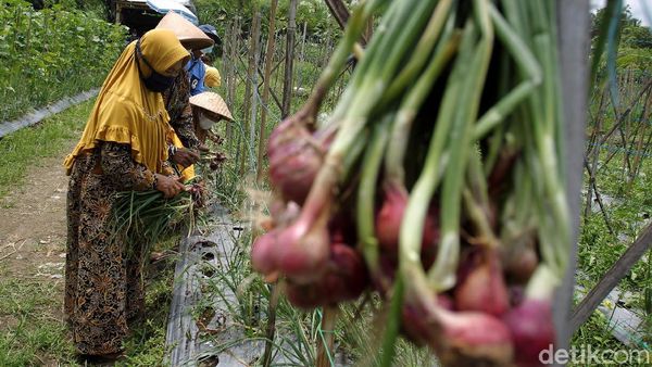 Panen Perdana Bawang Merah di Sleman yang Penuh Inovasi