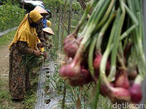 Panen Perdana Bawang Merah di Sleman yang Penuh Inovasi