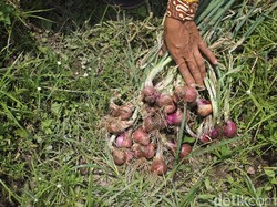 Simak! Ini Pentingnya Sektor Pertanian di Tengah Pandemi