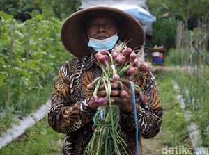 Survei Bank Indonesia: Triwulan III 2021, Sektor Pertanian Tetap Tumbuh Positif