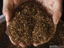 WHO Tolak Review Vaksin COVID-19 dari Tembakau, Ini Alasannya