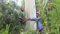 Pohon Pisang Raksasa di Papua