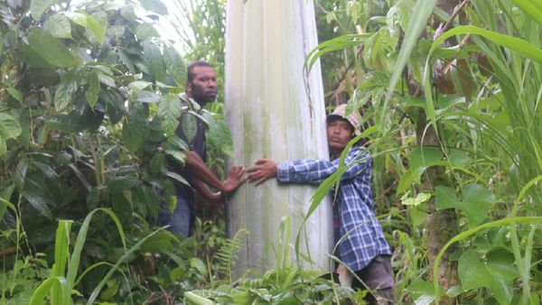 Pohon Pisang Raksasa di Papua