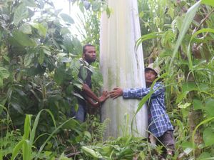 Pohon Pisang Raksasa di Papua Pohon Pisang Raksasa di Papua