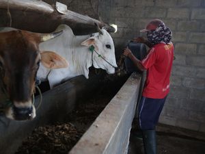 Unik Nih! Ada Profesi Gemukin Sapi di Lampung, Omzet Puluhan Juta