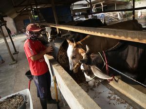 Mau Dapat Omzet Puluhan Juta dari Gemukin Sapi? Ini Rahasianya Mau Dapat Omzet Puluhan Juta dari Gemukin Sapi? Ini Rahasianya