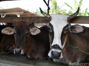 Gemukin Sapi Bisa Dapat Omzet Puluhan Juta, Ini Rahasianya