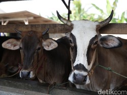 Gemukin Sapi Bisa Dapat Omzet Puluhan Juta, Ini Rahasianya