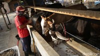 Harga Sapi di Tingkat Produsen Naik, Jadi Segini Per Kilogram