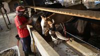 Wow, Bisnis Gemukin Sapi di Lampung Beromzet Puluhan Juta Lho
