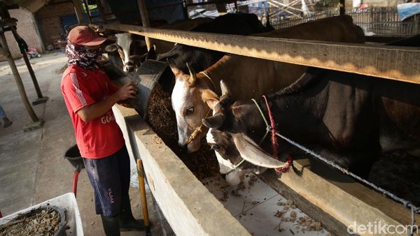 Wow, Bisnis Gemukin Sapi di Lampung Beromzet Puluhan Juta Lho