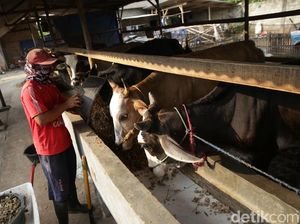 Wow, Bisnis Gemukin Sapi di Lampung Beromzet Puluhan Juta Lho