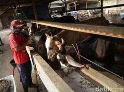 Harga Sapi di Tingkat Produsen Naik, Jadi Segini Per Kilogram