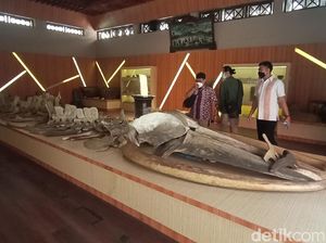 Kerangka Ikan Raksasa di Jepara, Burung Paling Mematikan Ada di Indonesia Kerangka Ikan Raksasa di Jepara, Burung Paling Mematikan Ada di Indonesia